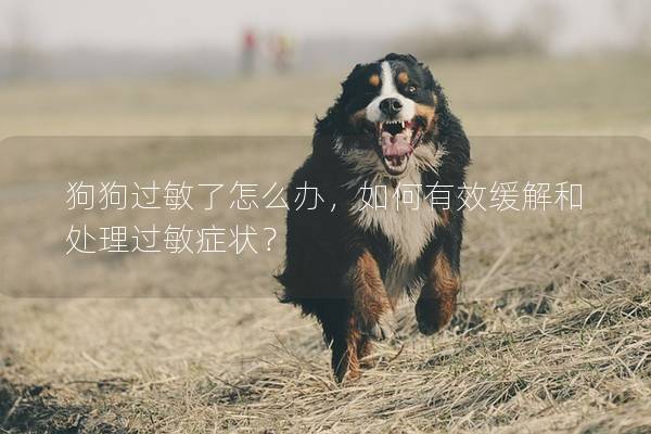 狗狗過敏了怎么辦，如何有效緩解和處理過敏癥狀？