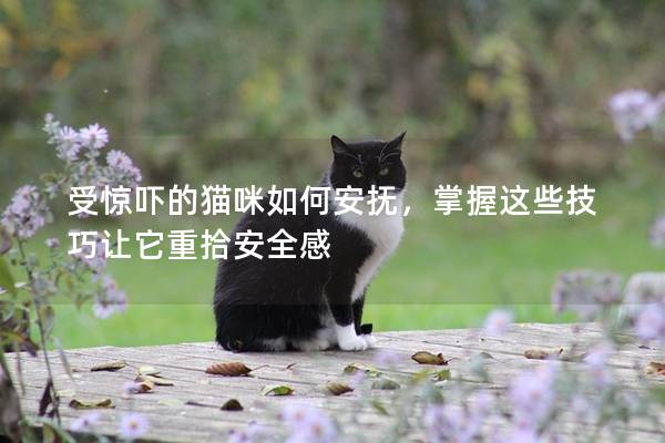 受驚嚇的貓咪如何安撫，掌握這些技巧讓它重拾安全感