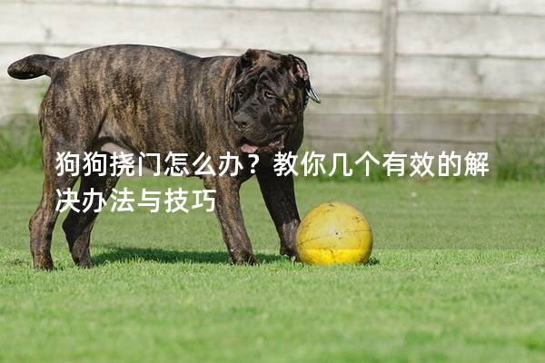 狗狗撓門怎么辦？教你幾個有效的解決辦法與技巧