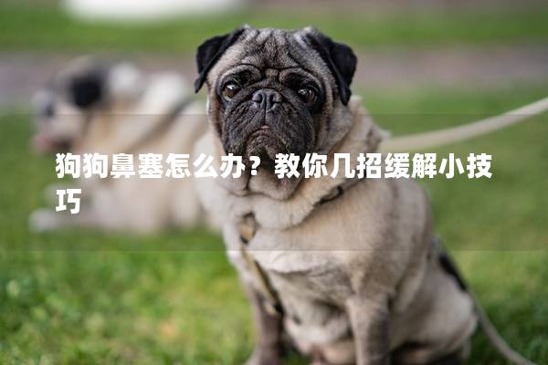 狗狗鼻塞怎么辦？教你幾招緩解小技巧