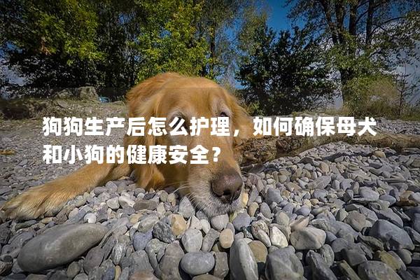 狗狗生產后怎么護理，如何確保母犬和小狗的健康安全？