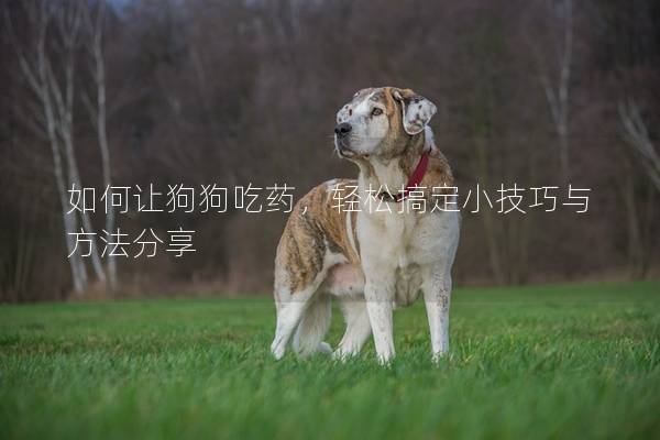 如何讓狗狗吃藥，輕松搞定小技巧與方法分享