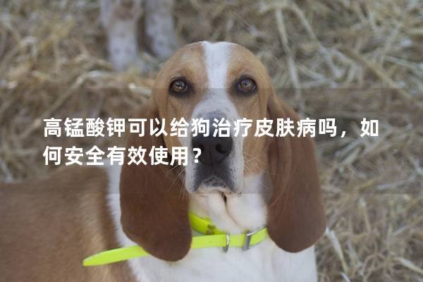 高錳酸鉀可以給狗治療皮膚病嗎，如何安全有效使用？