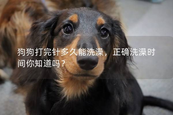 狗狗打完針多久能洗澡，正確洗澡時(shí)間你知道嗎？