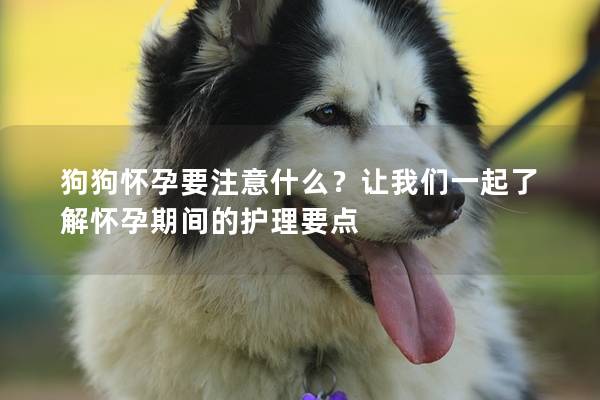 狗狗懷孕要注意什么？讓我們一起了解懷孕期間的護理要點