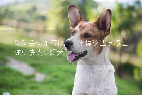 狗狗丟失如何找回，掌握這些技巧讓你更快找到愛犬
