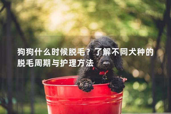 狗狗什么時候脫毛？了解不同犬種的脫毛周期與護理方法