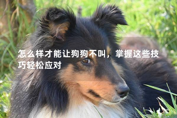 怎么樣才能讓狗狗不叫，掌握這些技巧輕松應對