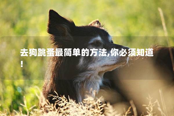 去狗跳蚤最簡單的方法,你必須知道! 去狗跳蚤最簡單的方法,你必須知道!
