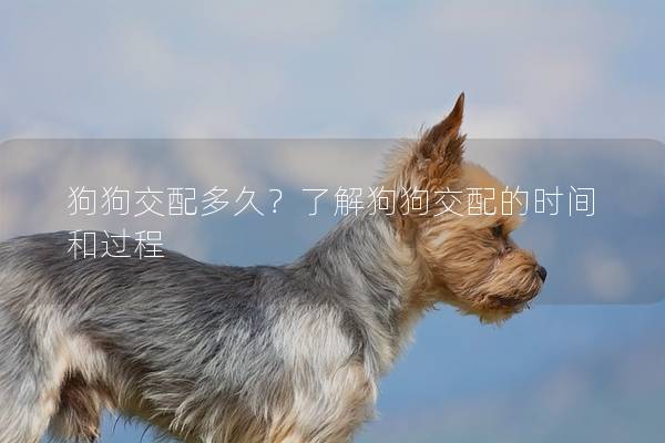 狗狗交配多久?了解狗狗交配的時間和過程 狗狗交配多久?了解狗狗交配的時間和過程