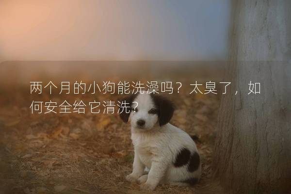 兩個月的小狗能洗澡嗎？太臭了，如何安全給它清洗？