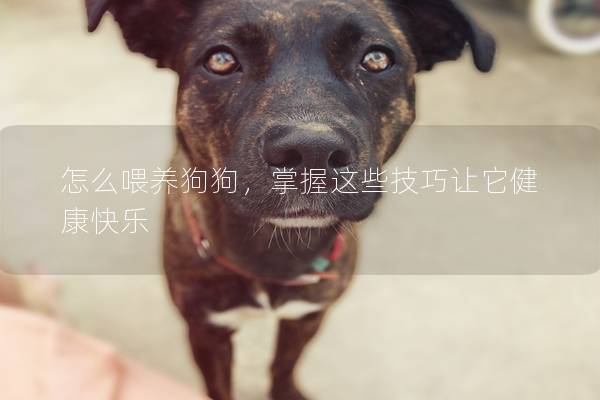 怎么喂養狗狗，掌握這些技巧讓它健康快樂