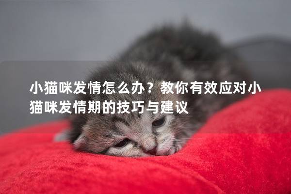 小貓咪發情怎么辦？教你有效應對小貓咪發情期的技巧與建議