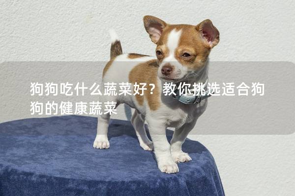 狗狗吃什么蔬菜好?教你挑選適合狗狗的健康蔬菜 狗狗吃什么蔬菜好?教你挑選適合狗狗的健康蔬菜