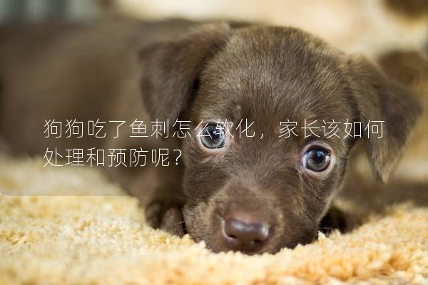 狗狗吃了魚刺怎么軟化，家長該如何處理和預防呢？