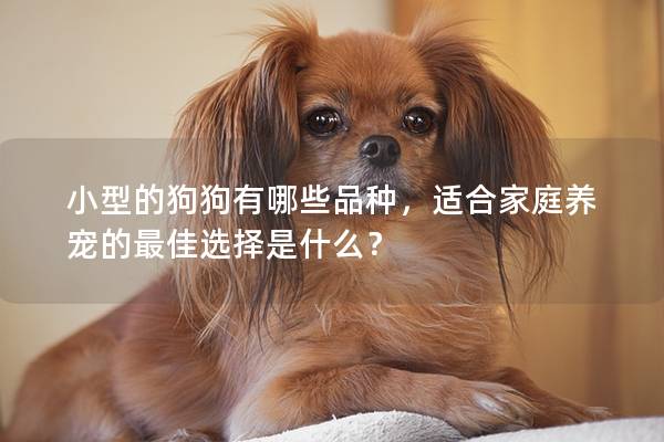 小型的狗狗有哪些品種，適合家庭養(yǎng)寵的最佳選擇是什么？