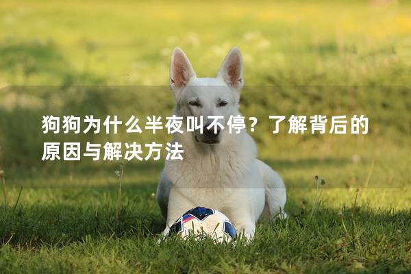 狗狗為什么半夜叫不停？了解背后的原因與解決方法