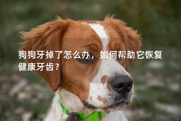 狗狗牙掉了怎么辦，如何幫助它恢復(fù)健康牙齒？