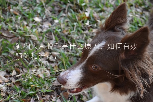狗狗大片脫毛是什么原因,如何有效預(yù)防和治療? 狗狗大片脫毛是什么原因,如何有效預(yù)防和治療?