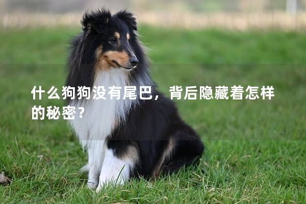 什么狗狗沒有尾巴，背后隱藏著怎樣的秘密？