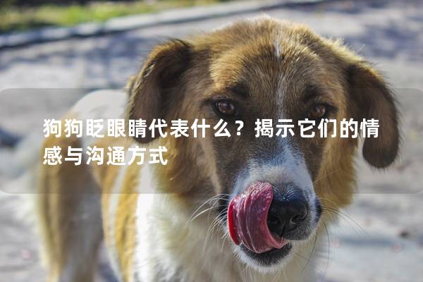 狗狗眨眼睛代表什么？揭示它們的情感與溝通方式