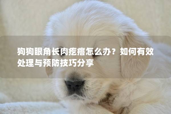 狗狗眼角長(zhǎng)肉疙瘩怎么辦?如何有效處理與預(yù)防技巧分享