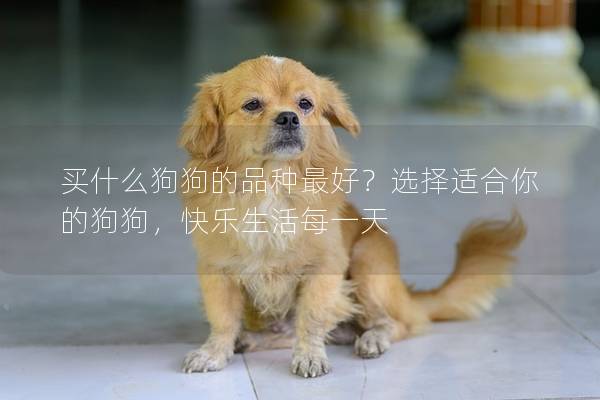 買什么狗狗的品種最好？選擇適合你的狗狗，快樂生活每一天