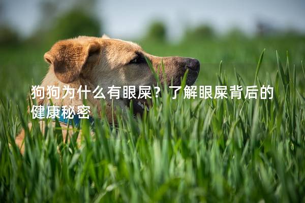 狗狗為什么有眼屎？了解眼屎背后的健康秘密