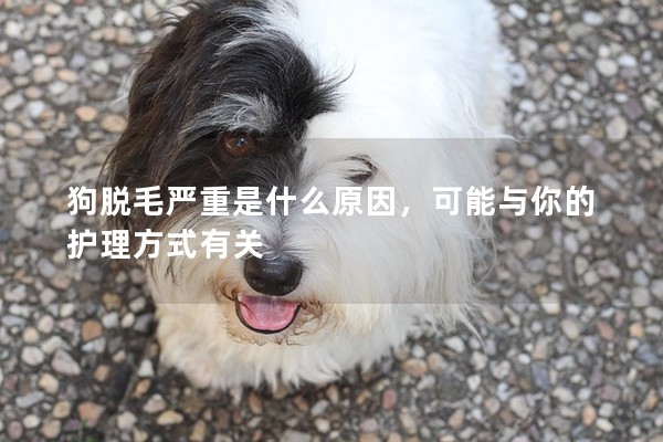 狗脫毛嚴重是什么原因，可能與你的護理方式有關