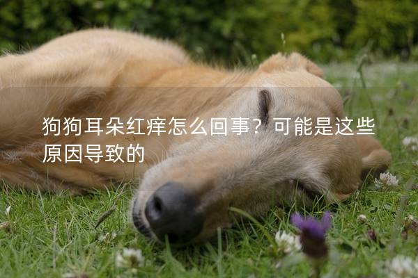狗狗耳朵紅癢怎么回事？可能是這些原因導致的