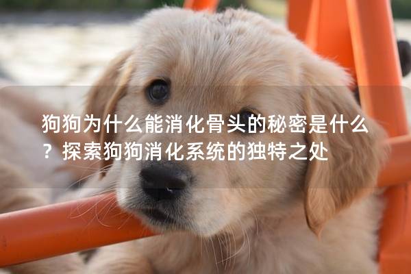 狗狗為什么能消化骨頭的秘密是什么？探索狗狗消化系統(tǒng)的獨(dú)特之處