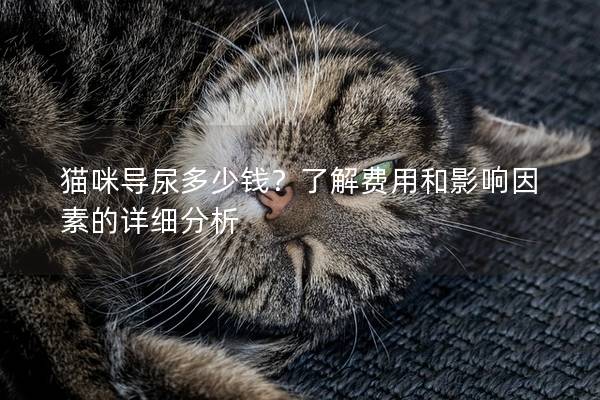貓咪導(dǎo)尿多少錢？了解費用和影響因素的詳細分析