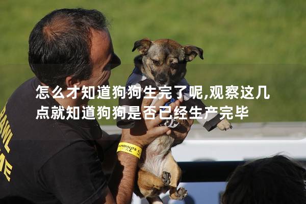 怎么才知道狗狗生完了呢,觀察這幾點就知道狗狗是否已經生產完畢