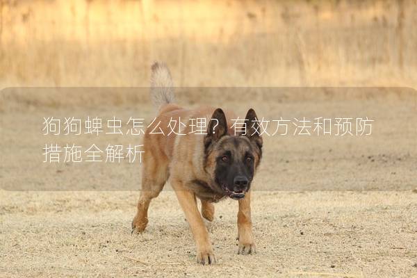 狗狗蜱蟲怎么處理?有效方法和預防措施全解析 狗狗蜱蟲怎么處理?有效方法和預防措施全解析
