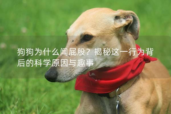 狗狗為什么聞屁股？揭秘這一行為背后的科學原因與趣事