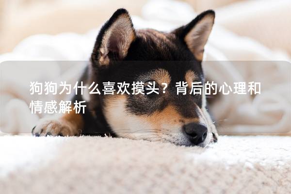 狗狗為什么喜歡摸頭？背后的心理和情感解析