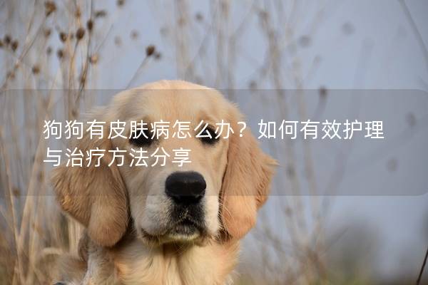 狗狗有皮膚病怎么辦?如何有效護理與治療方法分享 狗狗有皮膚病怎么辦?如何有效護理與治療方法分享