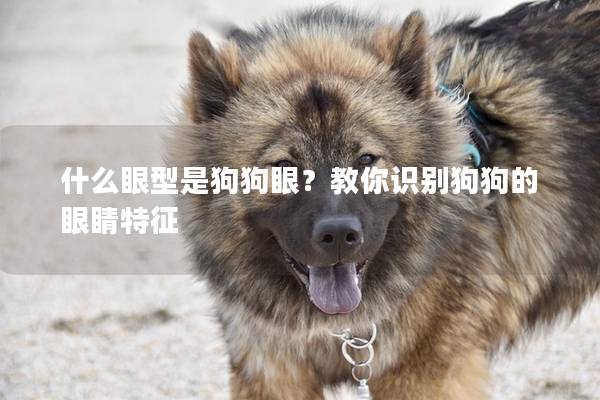 什么眼型是狗狗眼？教你識別狗狗的眼睛特征