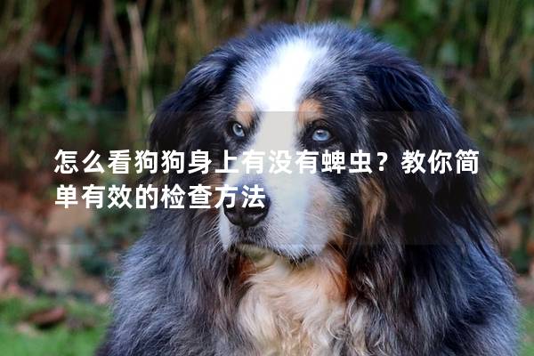 怎么看狗狗身上有沒有蜱蟲？教你簡單有效的檢查方法