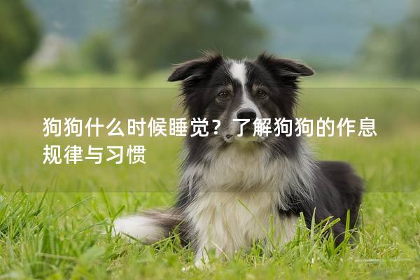 狗狗什么時候睡覺？了解狗狗的作息規(guī)律與習(xí)慣