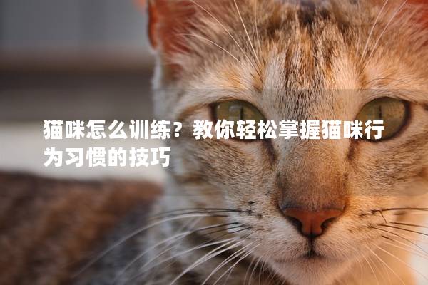 貓咪怎么訓練？教你輕松掌握貓咪行為習慣的技巧
