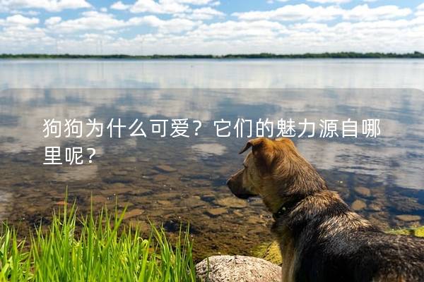 狗狗為什么可愛？它們的魅力源自哪里呢？
