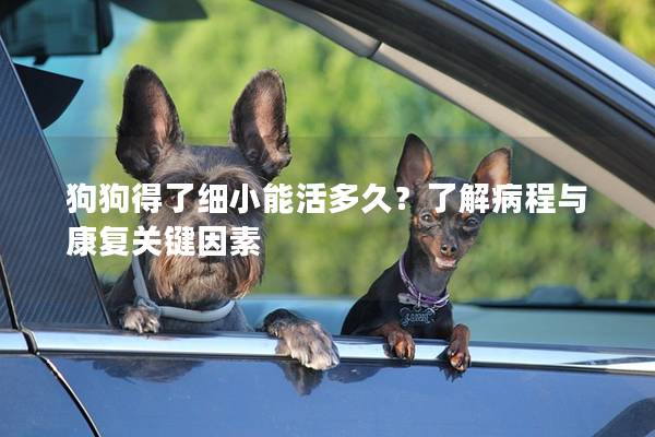 狗狗得了細小能活多久？了解病程與康復關鍵因素