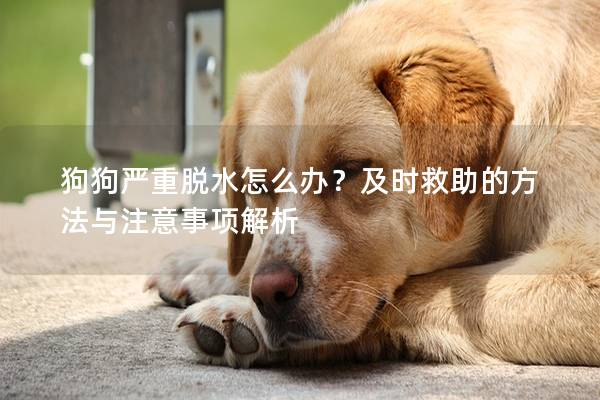 狗狗嚴重脫水怎么辦？及時救助的方法與注意事項解析