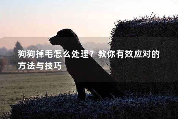 狗狗掉毛怎么處理？教你有效應對的方法與技巧