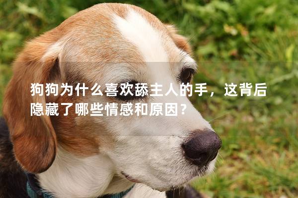 狗狗為什么喜歡舔主人的手，這背后隱藏了哪些情感和原因？