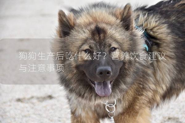 狗狗生產后吃什么好？營養飲食建議與注意事項