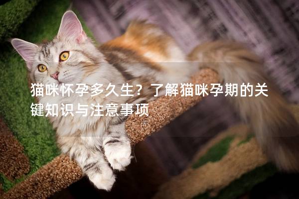 貓咪懷孕多久生？了解貓咪孕期的關鍵知識與注意事項