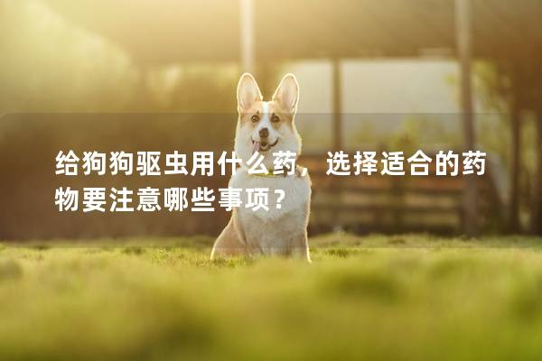 給狗狗驅蟲用什么藥,選擇適合的藥物要注意哪些事項?