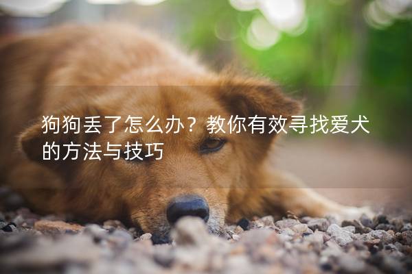 狗狗丟了怎么辦?教你有效尋找愛犬的方法與技巧 狗狗丟了怎么辦?教你有效尋找愛犬的方法與技巧